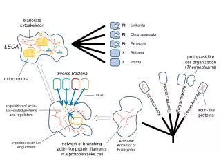 Archaeal Ancestor of Eukaryotes