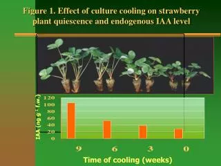 Figure 1. Effect of culture cooling on strawberry plant quiescence and endogenous IAA level