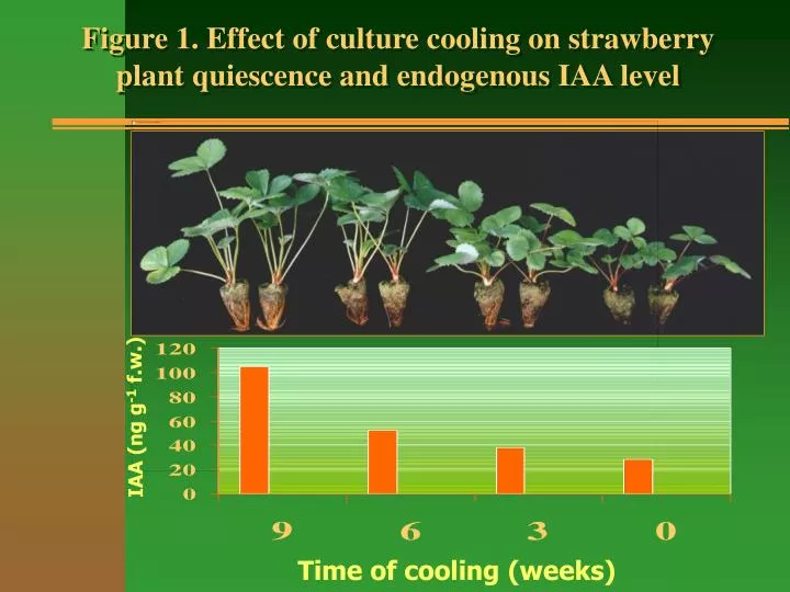 figure 1 effect of culture cooling on strawberry plant quiescence and endogenous iaa level
