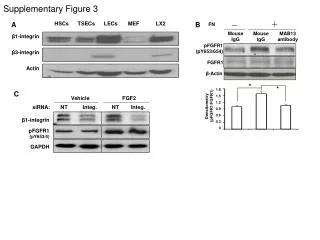 ? 1-integrin ? 3-integrin Actin