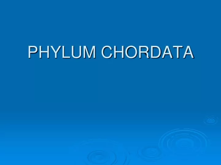 phylum chordata