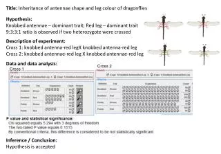Title: Inheritance of antennae shape and leg colour of dragonflies