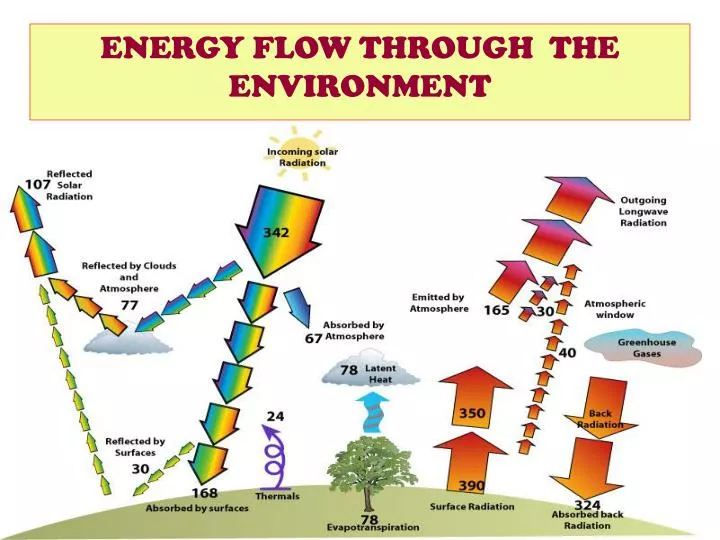 energy flow through the environment
