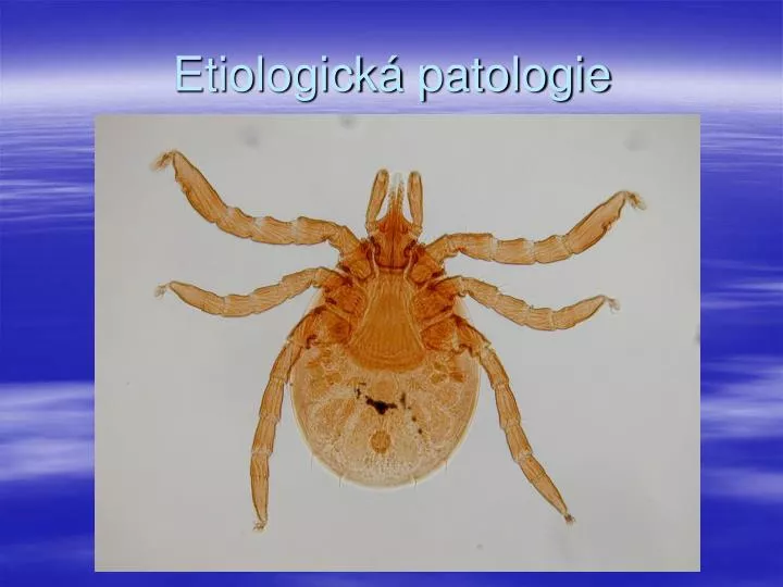 etiologick patologie