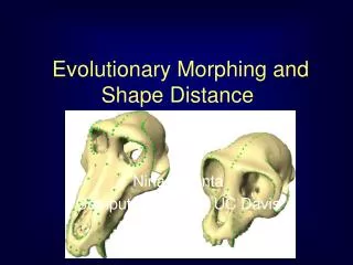 Evolutionary Morphing and Shape Distance