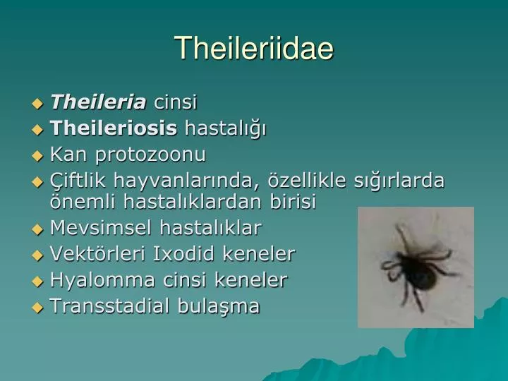 theileriidae