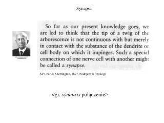 synapsa