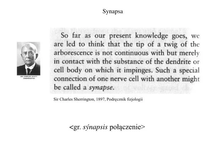 synapsa