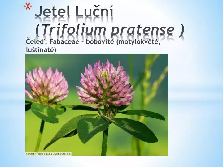 jetel lu n trifolium pratense