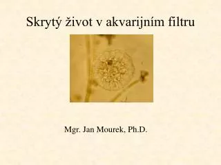 skryt ivot v akvarijn m filtru