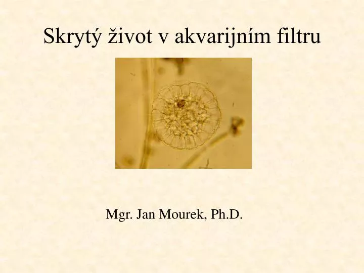 skryt ivot v akvarijn m filtru