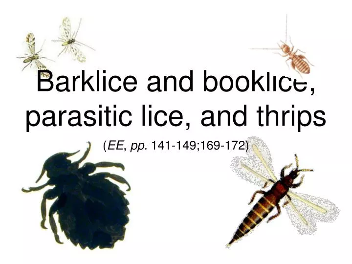 barklice and booklice parasitic lice and thrips