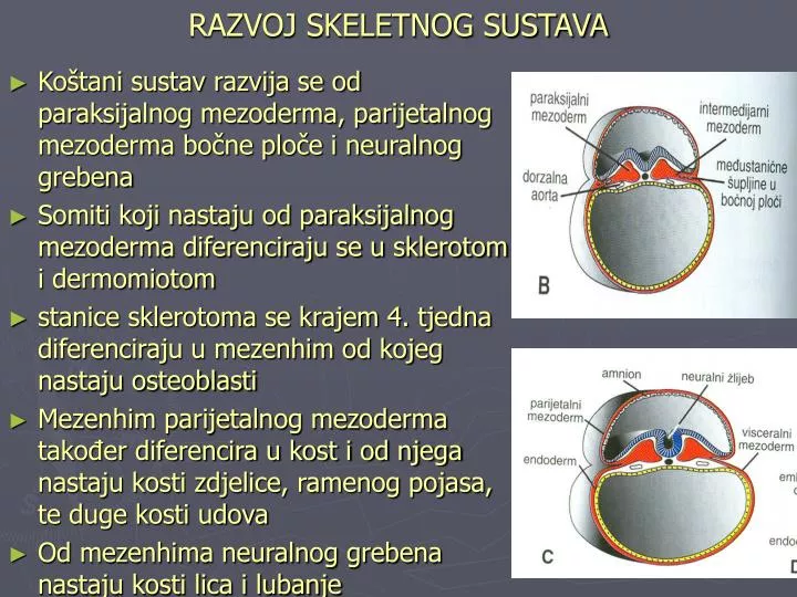 razvoj skeletnog sustava