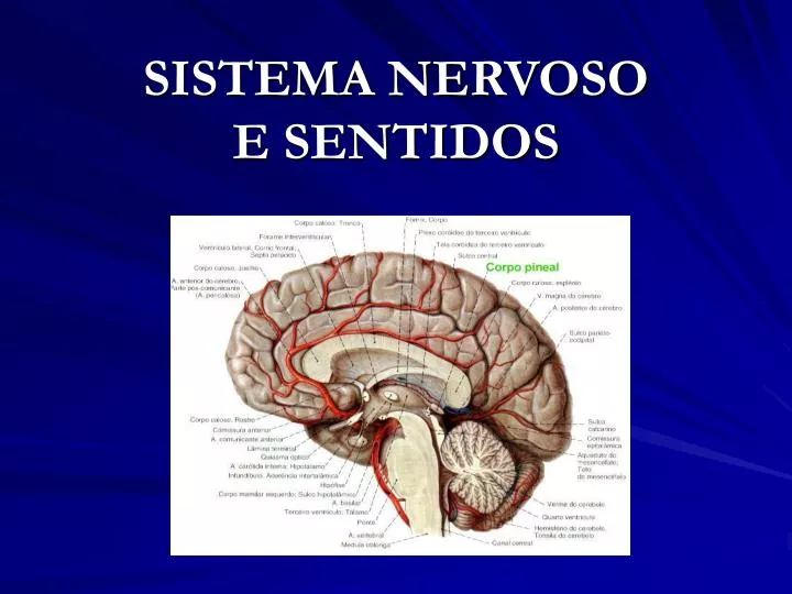 sistema nervoso e sentidos