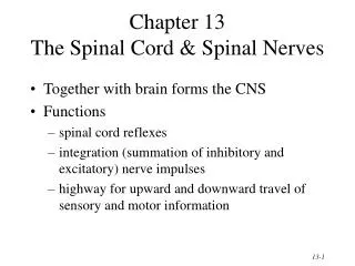 Chapter 13 The Spinal Cord &amp; Spinal Nerves