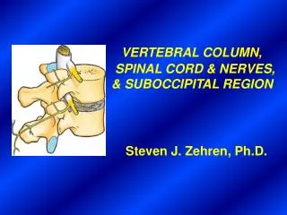 VERTEBRAL COLUMN, SPINAL CORD &amp; NERVES, &amp; SUBOCCIPITAL REGION Steven J. Zehren, Ph.D.