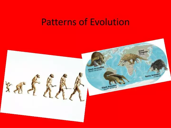 patterns of evolution