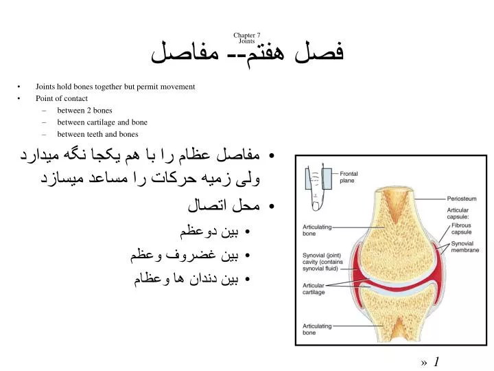 chapter 7 joints