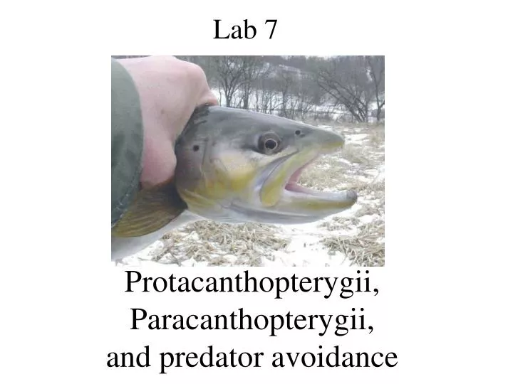 protacanthopterygii paracanthopterygii and predator avoidance