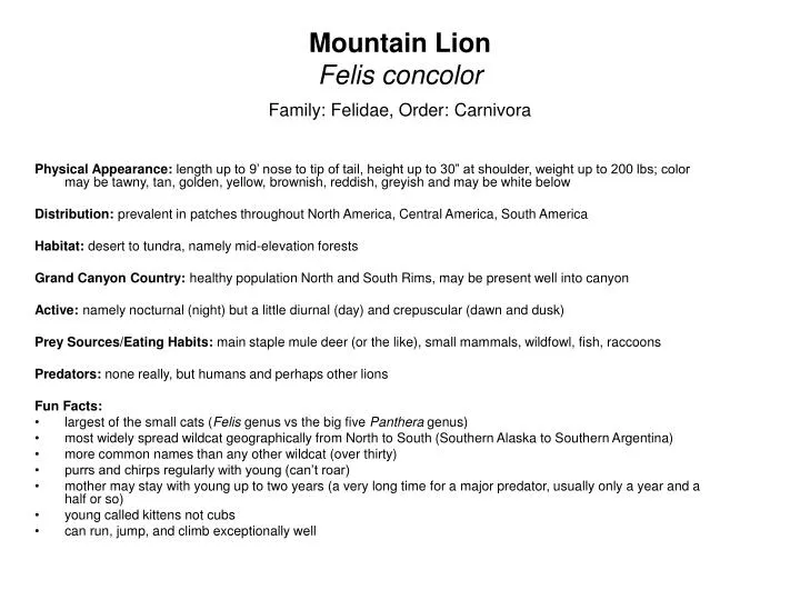 mountain lion felis concolor family felidae order carnivora