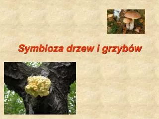 symbioza drzew i grzyb w
