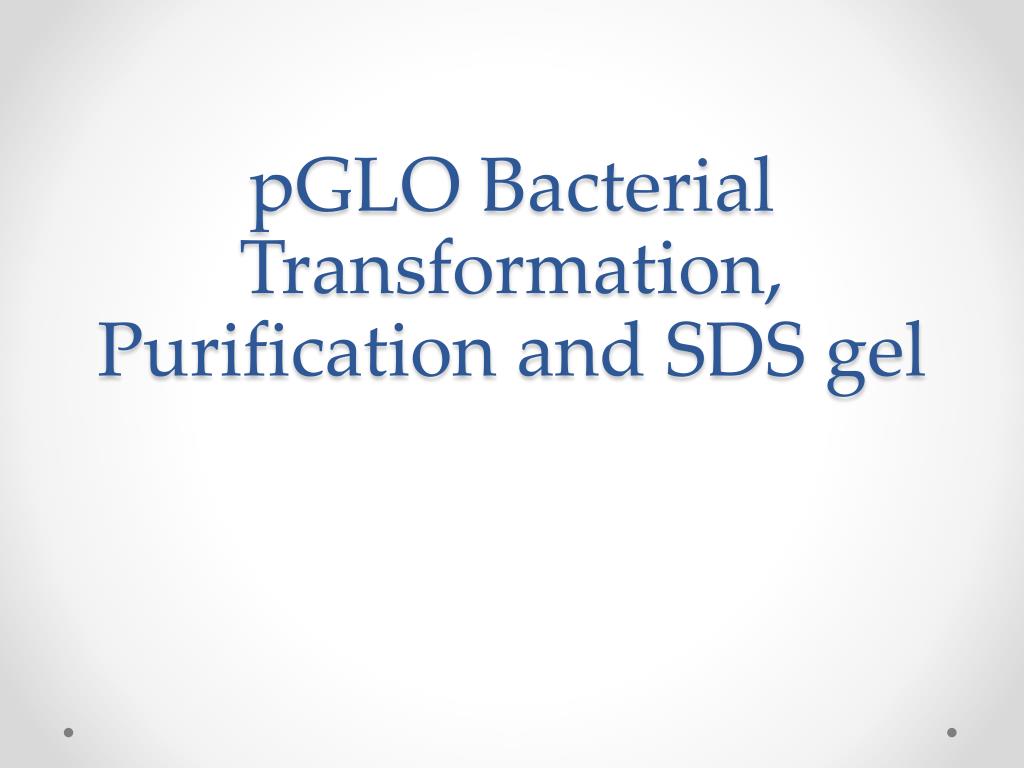 PPT - pGLO Bacterial Transformation, Purification and SDS gel ...