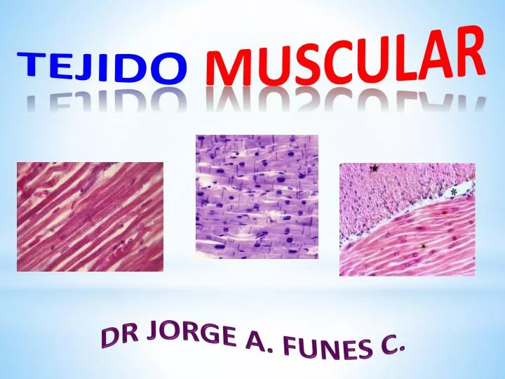 tejido muscular