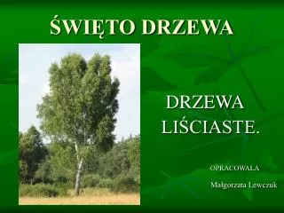 wi to drzewa