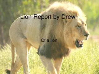 Lion Report by Drew