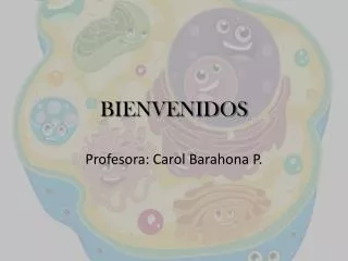 bienvenidos