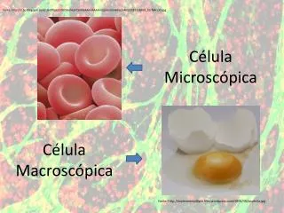 c lula microsc pica