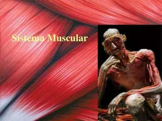sistema muscular