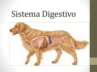 sistema digestivo