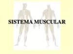 SISTEMA MUSCULAR - slide 1