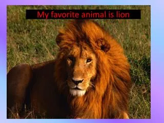 M y favorite animal is lion