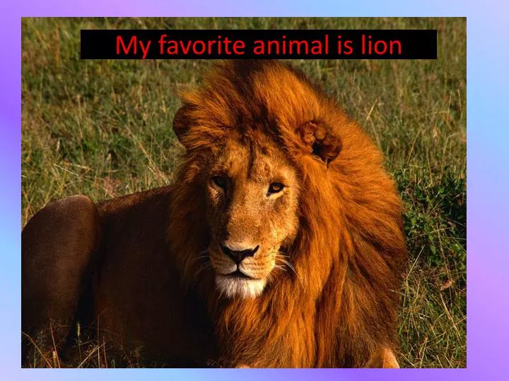 m y favorite animal is lion