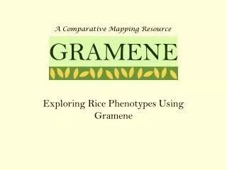 Exploring Rice Phenotypes Using Gramene