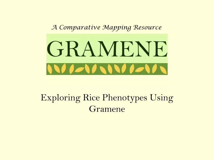 exploring rice phenotypes using gramene