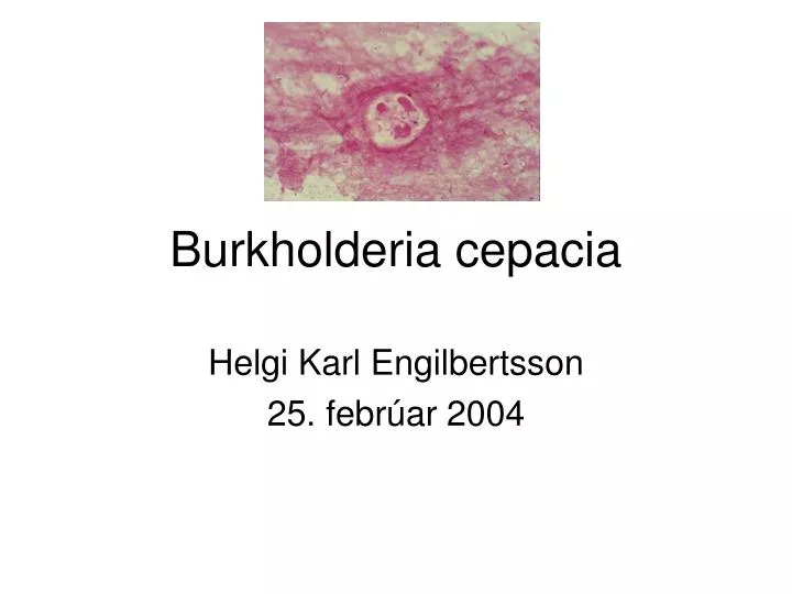 burkholderia cepacia