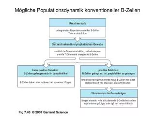 m gliche populationsdynamik konventioneller b zellen