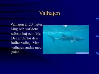 valhajen