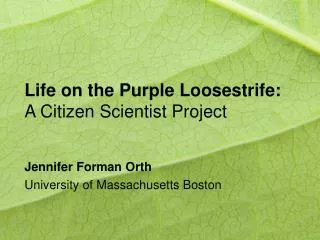 Life on the Purple Loosestrife: A Citizen Scientist Project