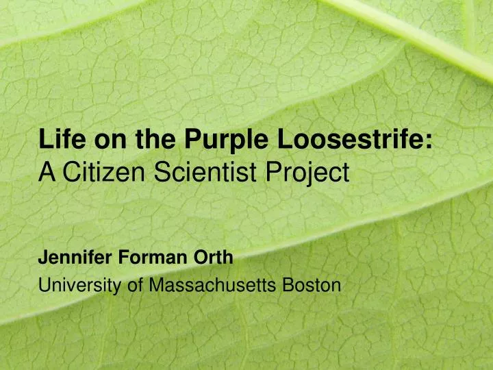 life on the purple loosestrife a citizen scientist project