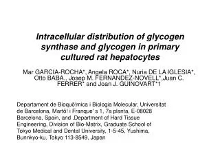 Intracellular distribution of glycogen synthase and glycogen in primary cultured rat hepatocytes