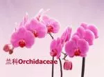 兰科 Orchidaceae - slide 1