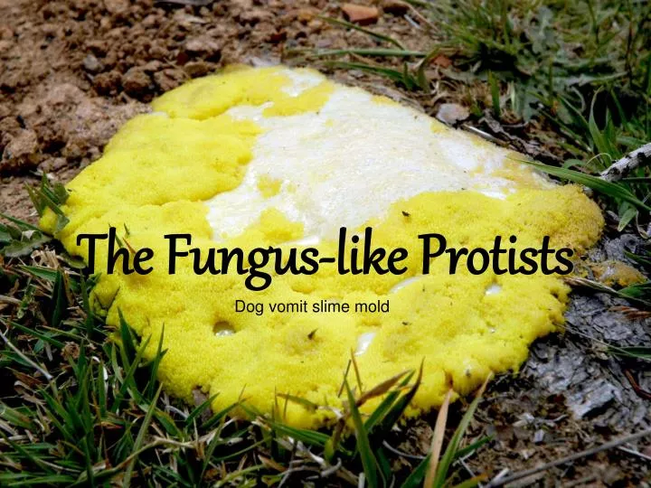 the fungus like protists