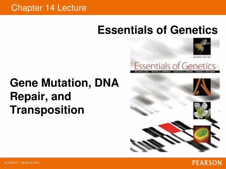 gene mutation dna repair and transposition