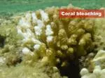 Coral bleaching - slide 1