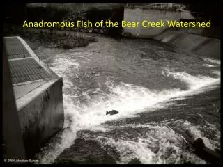 Anadromous Fish of the Bear Creek Watershed
