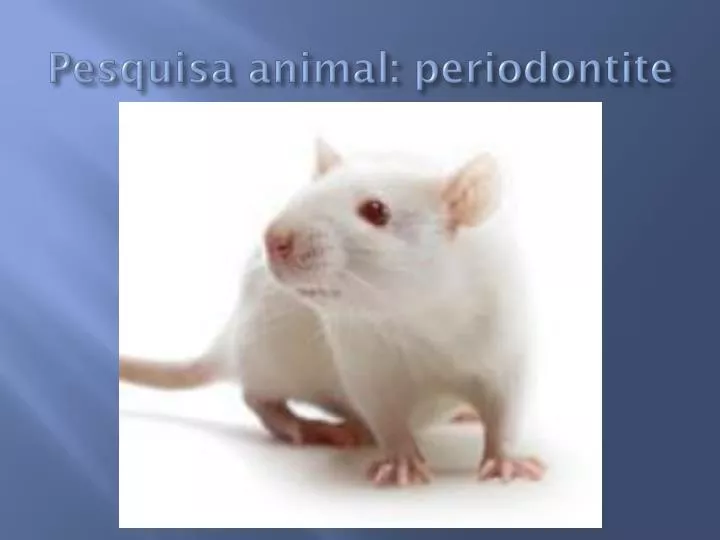 pesquisa animal periodontite